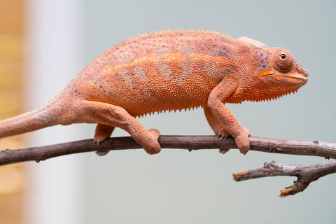 Holdbacks/Individuals: Ambanja offspring from "Meet Me at Midnight" x "Small Fry" - Hatched: Feb 25' - Female #4