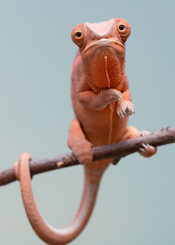 Holdbacks/Individuals: Ambanja offspring from "Meet Me at Midnight" x "Small Fry" - Hatched: Feb 25' - Female #4