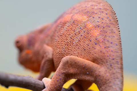 Holdbacks/Individuals: Ambanja offspring from "Meet Me at Midnight" x "Small Fry" - Hatched: Feb 25' - Female #4