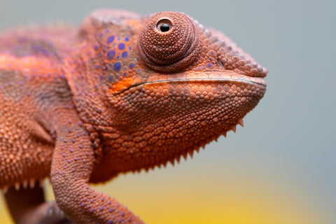 Holdbacks/Individuals: Ambanja offspring from "Meet Me at Midnight" x "Small Fry" - Hatched: Feb 25' - Female #4