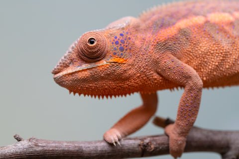 Holdbacks/Individuals: Ambanja offspring from "Meet Me at Midnight" x "Small Fry" - Hatched: Feb 25' - Female #4