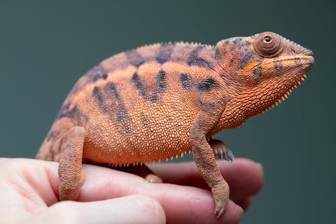 Holdbacks/Individuals: Ambanja offspring from "Meet Me at Midnight" x "Small Fry" - Hatched: Feb 25' - Female #4