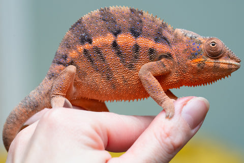 Holdbacks/Individuals: Ambanja offspring from "Meet Me at Midnight" x "Small Fry" - Hatched: Feb 25' - Female #4