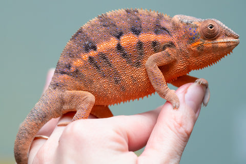 Holdbacks/Individuals: Ambanja offspring from "Meet Me at Midnight" x "Small Fry" - Hatched: Feb 25' - Female #4