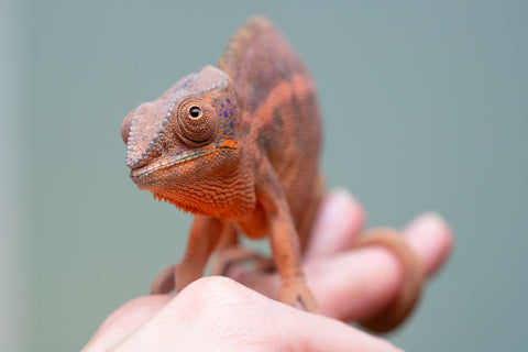 Holdbacks/Individuals: Ambanja offspring from "Meet Me at Midnight" x "Small Fry" - Hatched: Feb 25' - Female #4