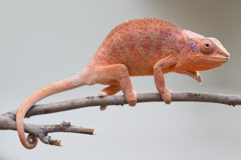 Holdbacks/Individuals: Ambanja offspring from "Meet Me at Midnight" x "Small Fry" - Hatched: Feb 25' - Female #3