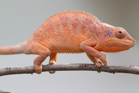 Holdbacks/Individuals: Ambanja offspring from "Meet Me at Midnight" x "Small Fry" - Hatched: Feb 25' - Female #3