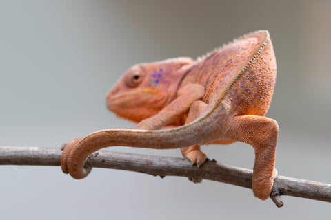 Holdbacks/Individuals: Ambanja offspring from "Meet Me at Midnight" x "Small Fry" - Hatched: Feb 25' - Female #3