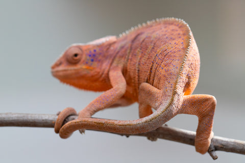 Holdbacks/Individuals: Ambanja offspring from "Meet Me at Midnight" x "Small Fry" - Hatched: Feb 25' - Female #3