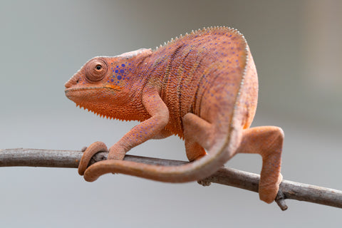 Holdbacks/Individuals: Ambanja offspring from "Meet Me at Midnight" x "Small Fry" - Hatched: Feb 25' - Female #3