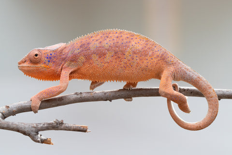 Holdbacks/Individuals: Ambanja offspring from "Meet Me at Midnight" x "Small Fry" - Hatched: Feb 25' - Female #3