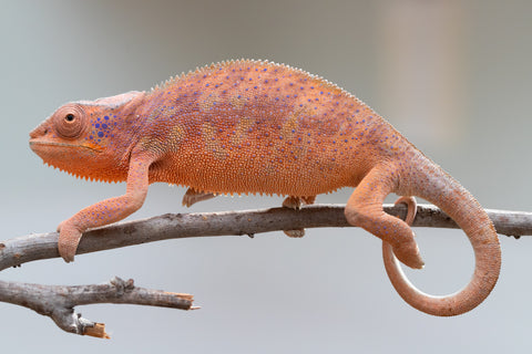 Holdbacks/Individuals: Ambanja offspring from "Meet Me at Midnight" x "Small Fry" - Hatched: Feb 25' - Female #3