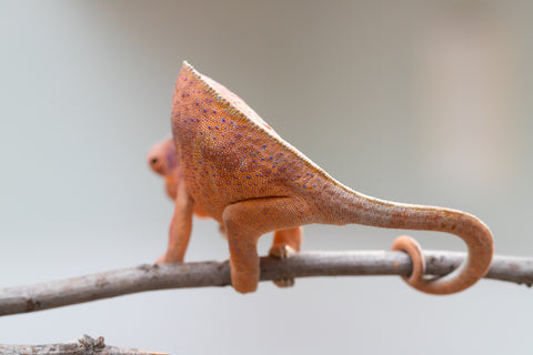 Holdbacks/Individuals: Ambanja offspring from "Meet Me at Midnight" x "Small Fry" - Hatched: Feb 25' - Female #3