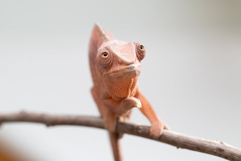 Holdbacks/Individuals: Ambanja offspring from "Meet Me at Midnight" x "Small Fry" - Hatched: Feb 25' - Female #3