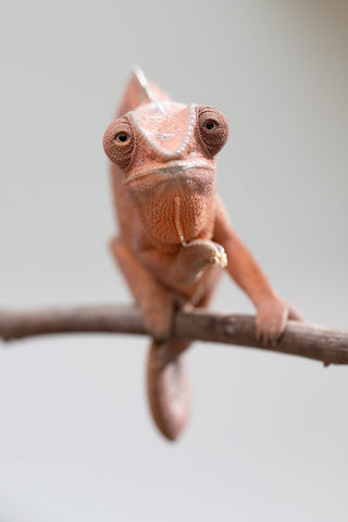 Holdbacks/Individuals: Ambanja offspring from "Meet Me at Midnight" x "Small Fry" - Hatched: Feb 25' - Female #3