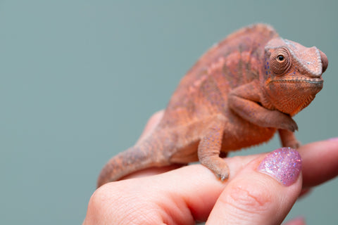 Holdbacks/Individuals: Ambanja offspring from "Meet Me at Midnight" x "Small Fry" - Hatched: Feb 25' - Female #3