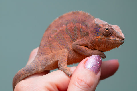 Holdbacks/Individuals: Ambanja offspring from "Meet Me at Midnight" x "Small Fry" - Hatched: Feb 25' - Female #3