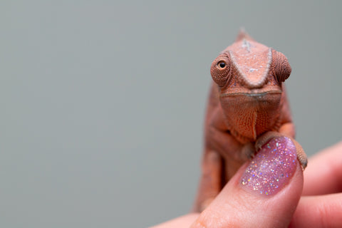 Holdbacks/Individuals: Ambanja offspring from "Meet Me at Midnight" x "Small Fry" - Hatched: Feb 25' - Female #3