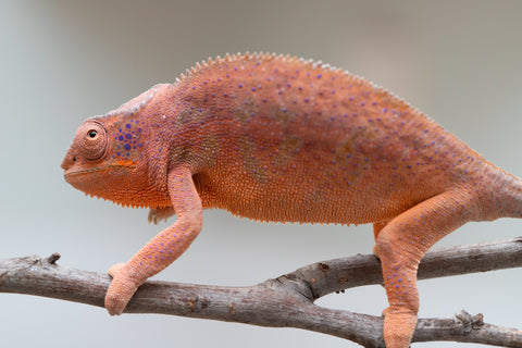Holdbacks/Individuals: Ambanja offspring from "Meet Me at Midnight" x "Small Fry" - Hatched: Feb 25' - Female #3
