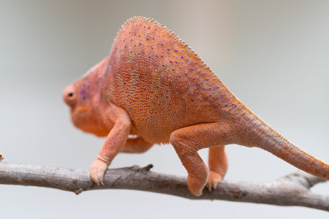 Holdbacks/Individuals: Ambanja offspring from "Meet Me at Midnight" x "Small Fry" - Hatched: Feb 25' - Female #3