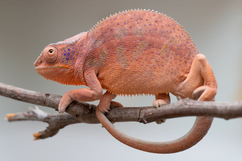 Holdbacks/Individuals: Ambanja offspring from "Meet Me at Midnight" x "Small Fry" - Hatched: Feb 25' - Female #3