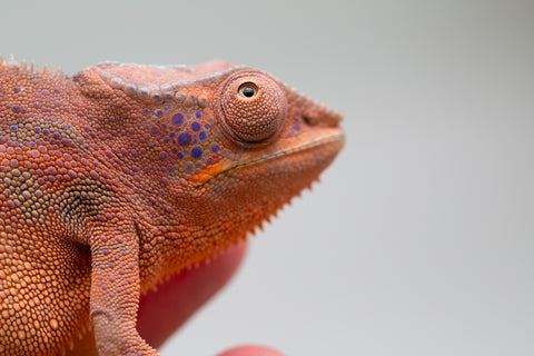 Holdbacks/Individuals: Ambanja offspring from "Meet Me at Midnight" x "Small Fry" - Hatched: Feb 25' - Female #3