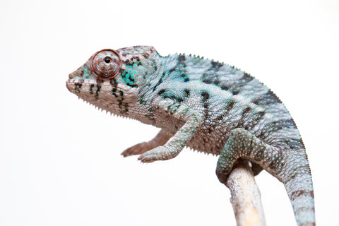 Holdbacks/Individuals: Ambanja Group from "Meet Me at Midnight" x "Small Fry" - Hatched: Feb 25' - Male #2