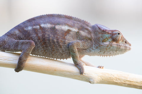 Holdbacks/Individuals: Ambanja Offspring from "Meet Me at Midnight" x "Small Fry" - Hatched: Dec 2024 - Female #1