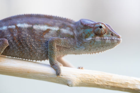 Holdbacks/Individuals: Ambanja Offspring from "Meet Me at Midnight" x "Small Fry" - Hatched: Dec 2024 - Female #1