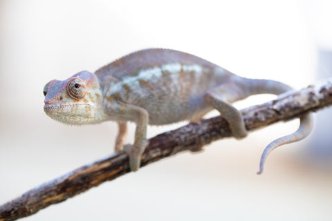 Holdbacks/Individuals: Ambanja Offspring from "Meet Me at Midnight" x "Small Fry" - Hatched: Dec 2024 - Female #1