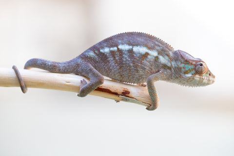 Holdbacks/Individuals: Ambanja Offspring from "Meet Me at Midnight" x "Small Fry" - Hatched: Dec 2024 - Female #1