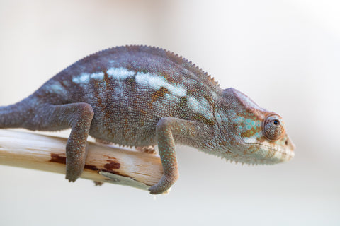 Holdbacks/Individuals: Ambanja Offspring from "Meet Me at Midnight" x "Small Fry" - Hatched: Dec 2024 - Female #1
