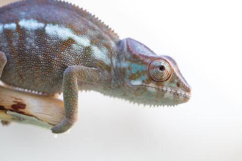 Holdbacks/Individuals: Ambanja Offspring from "Meet Me at Midnight" x "Small Fry" - Hatched: Dec 2024 - Female #1