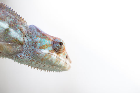 Holdbacks/Individuals: Ambanja Offspring from "Meet Me at Midnight" x "Small Fry" - Hatched: Dec 2024 - Female #1