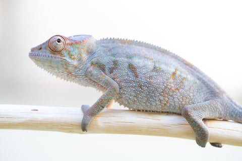 Holdbacks/Individuals: Ambanja Offspring from "Meet Me at Midnight" x "Small Fry" - Hatched: Dec 2024 - Female #1