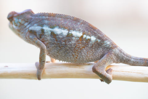Holdbacks/Individuals: Ambanja Offspring from "Meet Me at Midnight" x "Small Fry" - Hatched: Dec 2024 - Female #1