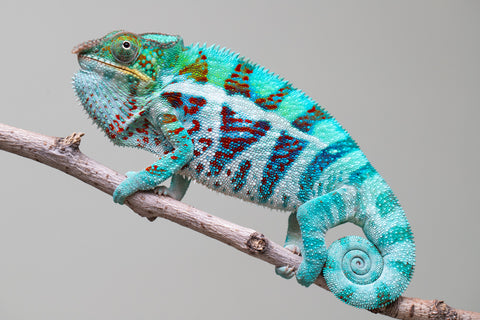 Holdbacks/Individuals: Ambanja Offspring from "Meet Me at Midnight" x "Small Fry" - Hatched: Dec 2024 - Male #3