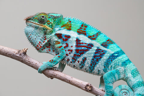 Holdbacks/Individuals: Ambanja Offspring from "Meet Me at Midnight" x "Small Fry" - Hatched: Dec 2024 - Male #3