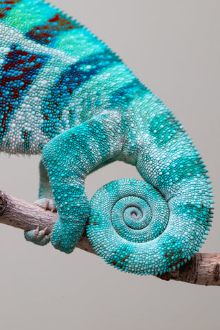 Holdbacks/Individuals: Ambanja Offspring from "Meet Me at Midnight" x "Small Fry" - Hatched: Dec 2024 - Male #3