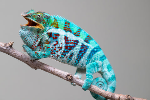 Holdbacks/Individuals: Ambanja Offspring from "Meet Me at Midnight" x "Small Fry" - Hatched: Dec 2024 - Male #3