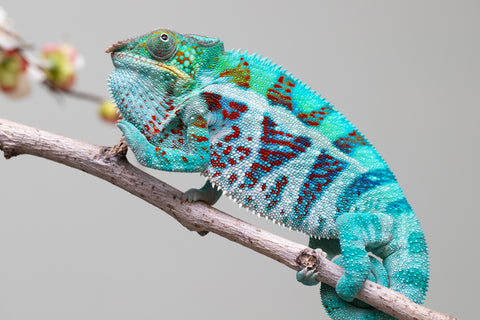 Holdbacks/Individuals: Ambanja Offspring from "Meet Me at Midnight" x "Small Fry" - Hatched: Dec 2024 - Male #3