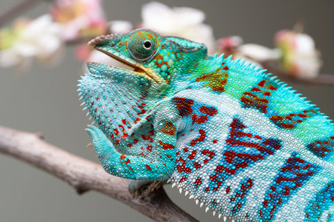 Holdbacks/Individuals: Ambanja Offspring from "Meet Me at Midnight" x "Small Fry" - Hatched: Dec 2024 - Male #3