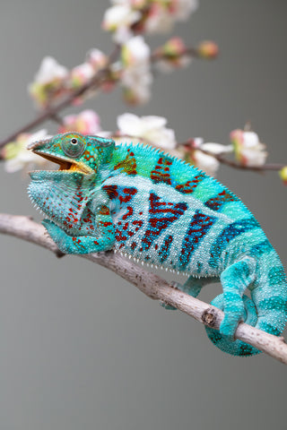 Holdbacks/Individuals: Ambanja Offspring from "Meet Me at Midnight" x "Small Fry" - Hatched: Dec 2024 - Male #3