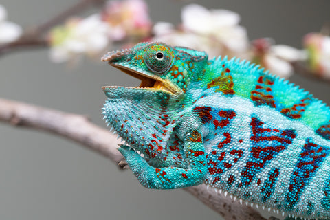 Holdbacks/Individuals: Ambanja Offspring from "Meet Me at Midnight" x "Small Fry" - Hatched: Dec 2024 - Male #3