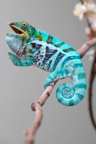 Holdbacks/Individuals: Ambanja Offspring from "Meet Me at Midnight" x "Small Fry" - Hatched: Dec 2024 - Male #3