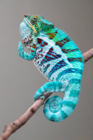 Holdbacks/Individuals: Ambanja Offspring from "Meet Me at Midnight" x "Small Fry" - Hatched: Dec 2024 - Male #3