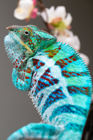 Holdbacks/Individuals: Ambanja Offspring from "Meet Me at Midnight" x "Small Fry" - Hatched: Dec 2024 - Male #3