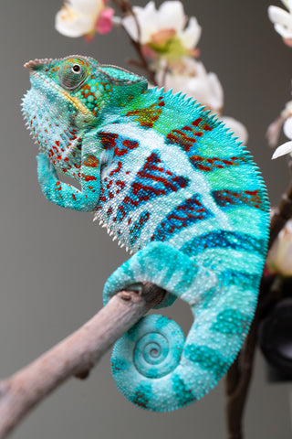 Holdbacks/Individuals: Ambanja Offspring from "Meet Me at Midnight" x "Small Fry" - Hatched: Dec 2024 - Male #3