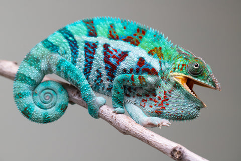 Holdbacks/Individuals: Ambanja Offspring from "Meet Me at Midnight" x "Small Fry" - Hatched: Dec 2024 - Male #3