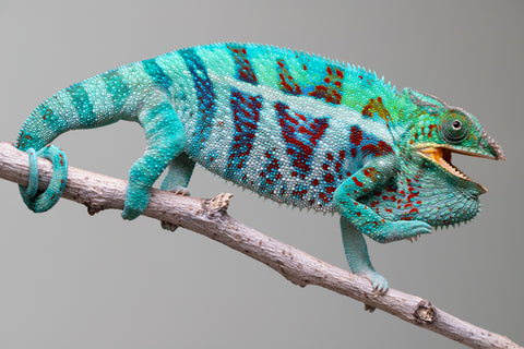 Holdbacks/Individuals: Ambanja Offspring from "Meet Me at Midnight" x "Small Fry" - Hatched: Dec 2024 - Male #3